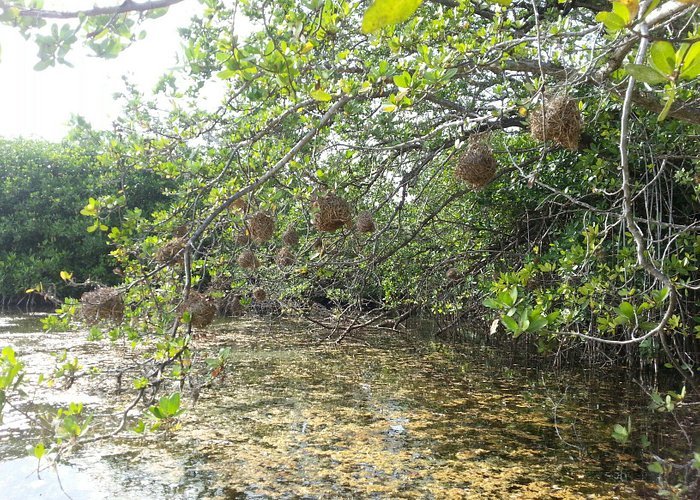 Laguna Bávaro | HORARIOS, DIRECCIÓN, FOTOS Y OPINIONES